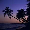 Palmenstrand am Abend, Malatapay (Insel Negros) [00207-K-03]