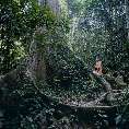 Brettwurzeln eines Baumriesen (Koompassia excelsior) im tropischen Regenwald [00221-K-27]