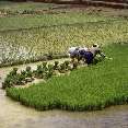 Einsammeln und Bündeln der Reissetzlinge zum Verpflanzen, Yünnan (China) [00226-S-12]