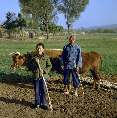 Bauern mit Ochsengespann und hölzerner Egge, Gansu (China) [00233-L-10]
