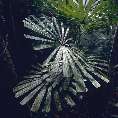 Palmenblätter im Unterholz des tropischen Regenwaldes (Sarawak/Malaysia) [00275-K-43]