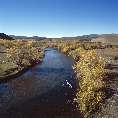 Ust-Anga-Fluss mit herbstlichen Weidenbäumen (Khuray Nur/Sibirien) [01312-R-02]