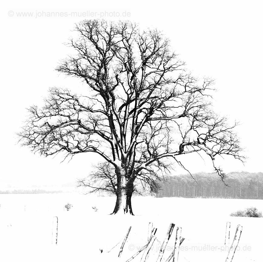 Eiche im Schnee (bei Zell/Franken) [SW-02363-5]